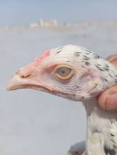 Aseel Patti For sale High quality Aseel chick