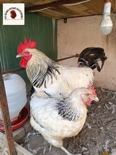 Light Sussex pair | Sussex | Breeder | egg laying pair |