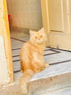 triple coat persian male cat