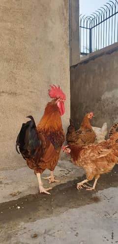 Egg laying Hens 1 male 3 female