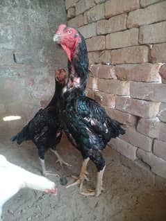 jet Black shamo aseel chicks / eggs for sale