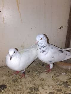 pure Patti Wala Pair for sale high flyers pair for sale 03352725761