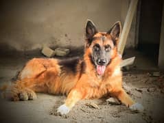 German shepherd female available for sale