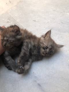 Kittens for sale 15k each