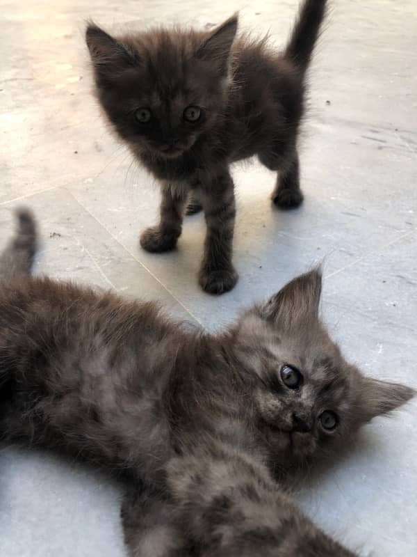 Kittens for sale 15k each 1