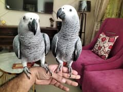 Affrican Gray Parrot Pair Handtame Talking With DNA