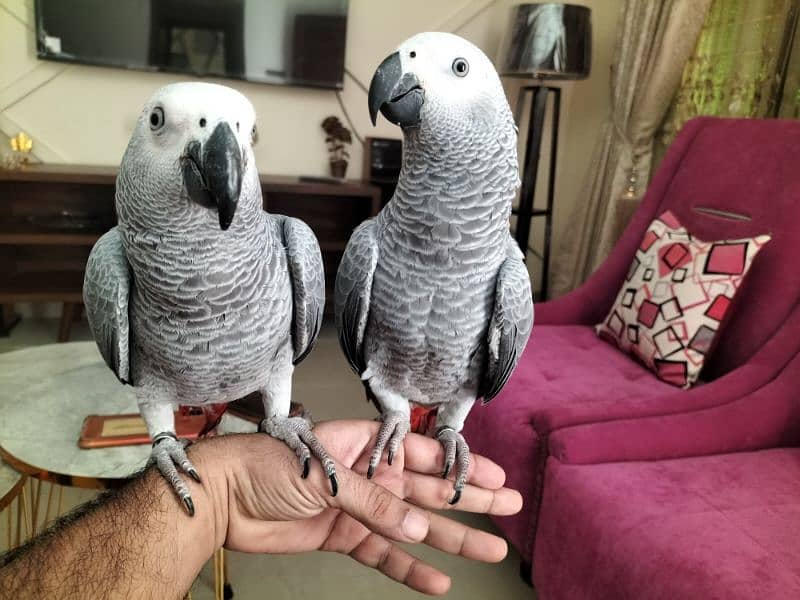 Affrican Gray Parrot Pair Handtame Talking With DNA 0