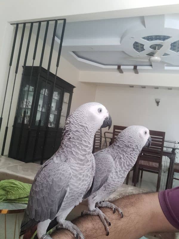 Affrican Gray Parrot Pair Handtame Talking With DNA 1