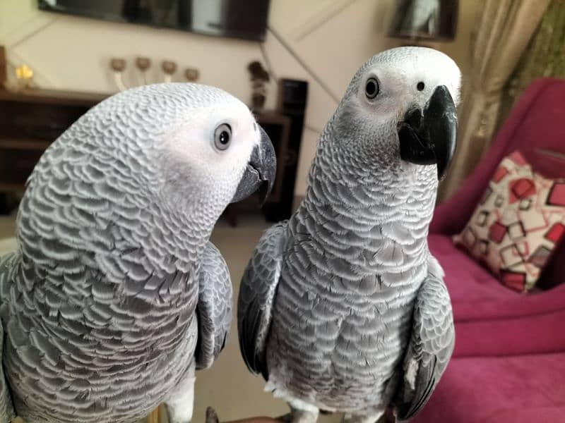 Affrican Gray Parrot Pair Handtame Talking With DNA 2