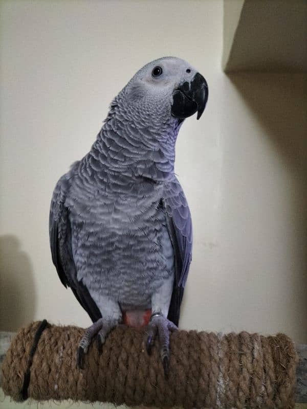 Affrican Gray Parrot Pair Handtame Talking With DNA 8