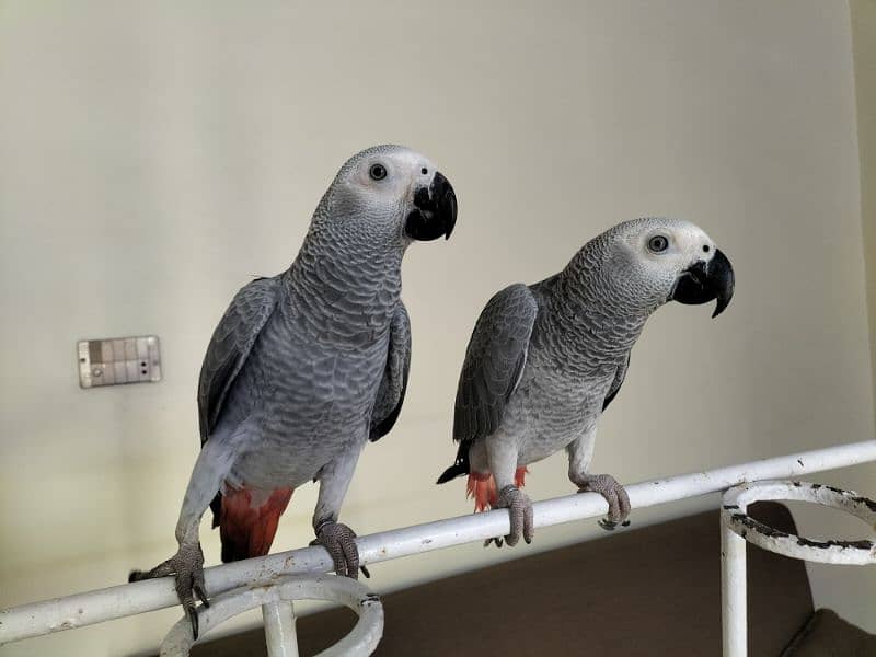 Affrican Gray Parrot Pair Handtame Talking With DNA 9