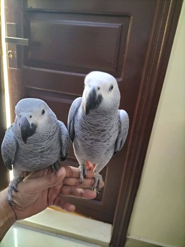 Affrican Gray Parrot Pair Handtame Talking With DNA 10