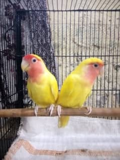 Love Birds Pair For sale 0