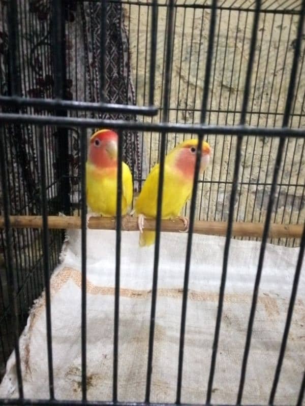 Love Birds Pair For sale 1