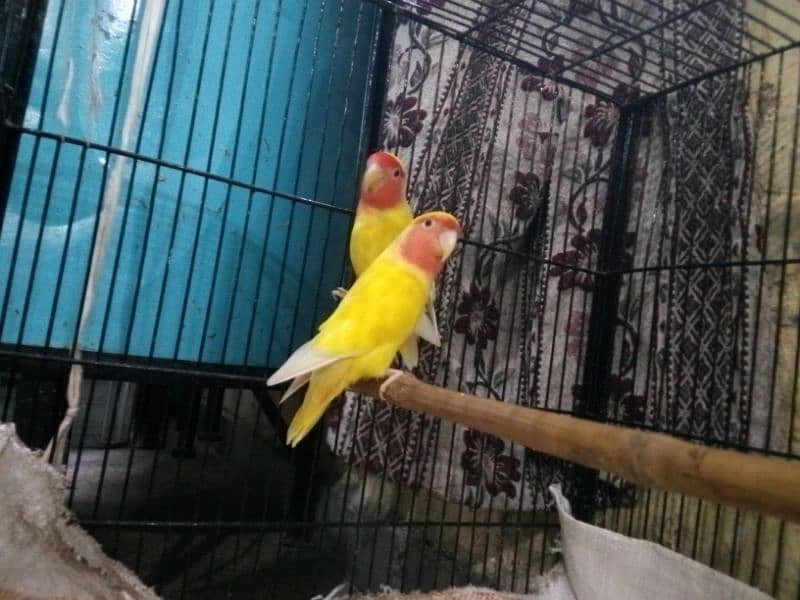 Love Birds Pair For sale 2