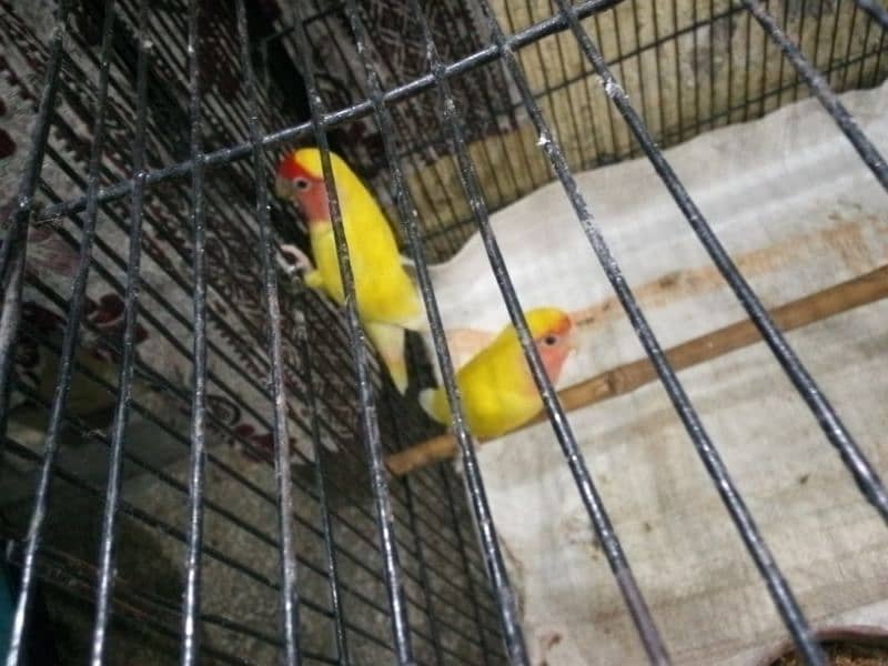 Love Birds Pair For sale 3