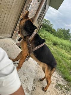 German shepherd male available for sale