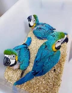 blue macaw parrot chicks for sale (03427300550)