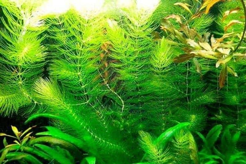 guppy plants. 3