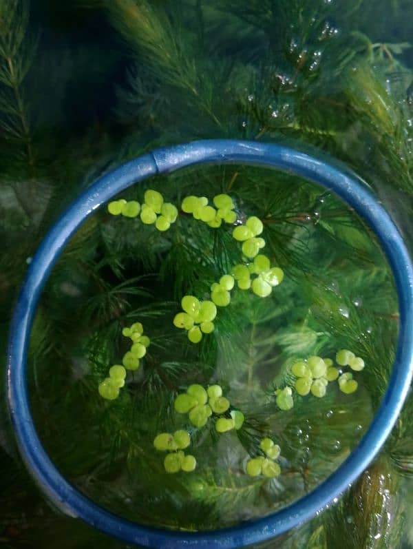 guppy plants. 5