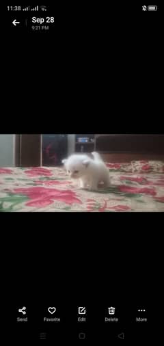 Kitten white kitten cat/tripel coated/persian /white