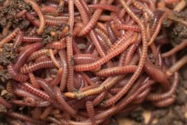 Red Wiggler Worms for Sale - Perfect for Composting!