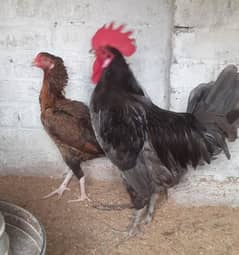 hens pair  for sale