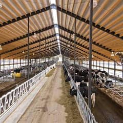 Dairy farm parking sheds big steel structure  tensile shed