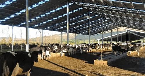 Dairy farm parking sheds big steel structure  tensile shed 1