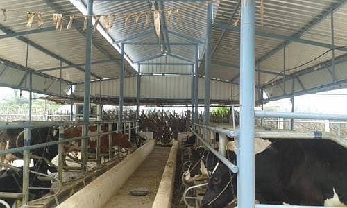 Dairy farm parking sheds big steel structure  tensile shed 2