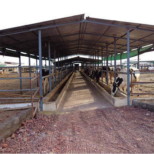 Dairy farm parking sheds big steel structure  tensile shed 3