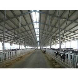 Dairy farm parking sheds big steel structure  tensile shed 5