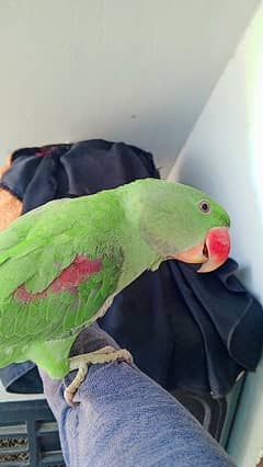 kashmiri raw parrot