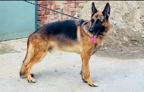 German Shepherd 03234696626