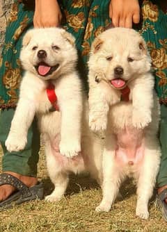 Alabai Dog pair available for sale age 2 month