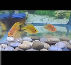 parrot fish conform pair