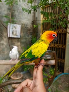 Handtame Sun conure friendly bird | Green monk parrot