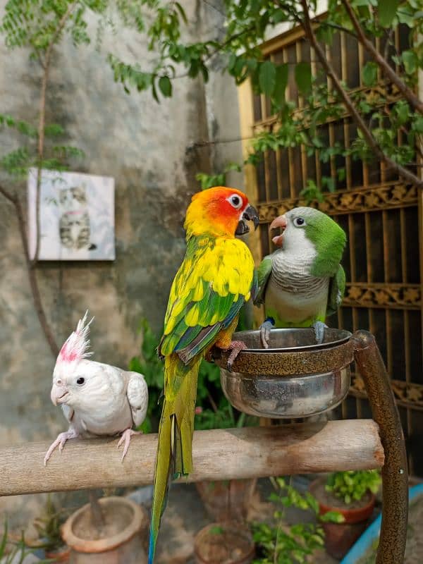 Handtame Sun conure friendly bird | Green monk parrot 1