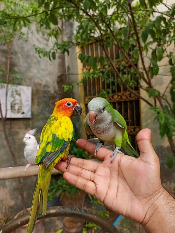 Handtame Sun conure friendly bird | Green monk parrot 2