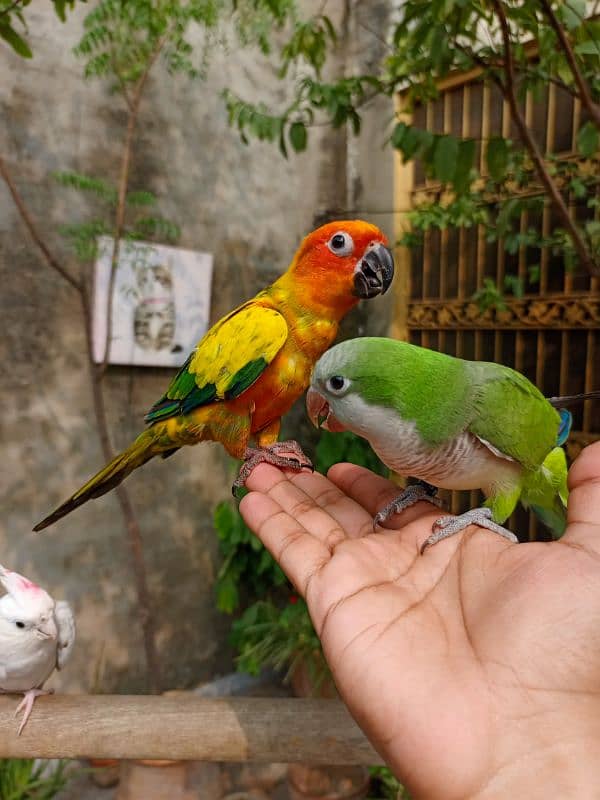 Handtame Sun conure friendly bird | Green monk parrot 3