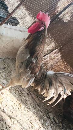 Misri, Australorp cross ,Coco Heavy Buff Males