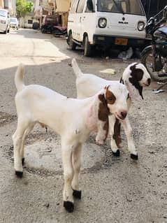 Bakri K Bacha 2male 03333005421