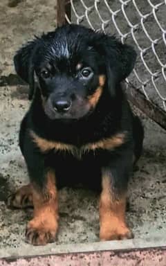 Rottweiler Pedigree pup