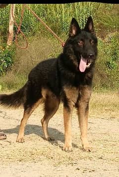 German Shepherd 10 months mail for sale