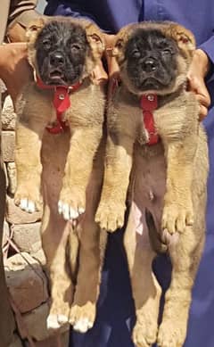 Kurdish Kangal pair full security dogs havey bone for sale 0