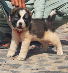 alabai puppy male full security dogs havey bone for sale