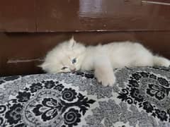 Persian Russian cat for sale