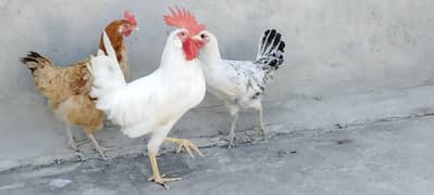 Golden Misri Hens available, Murgha Murghi , pathay