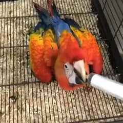 0322/2963727 contact WhatsApp Scarlet red macaw parrot for sale