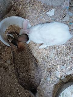 rabbits pair